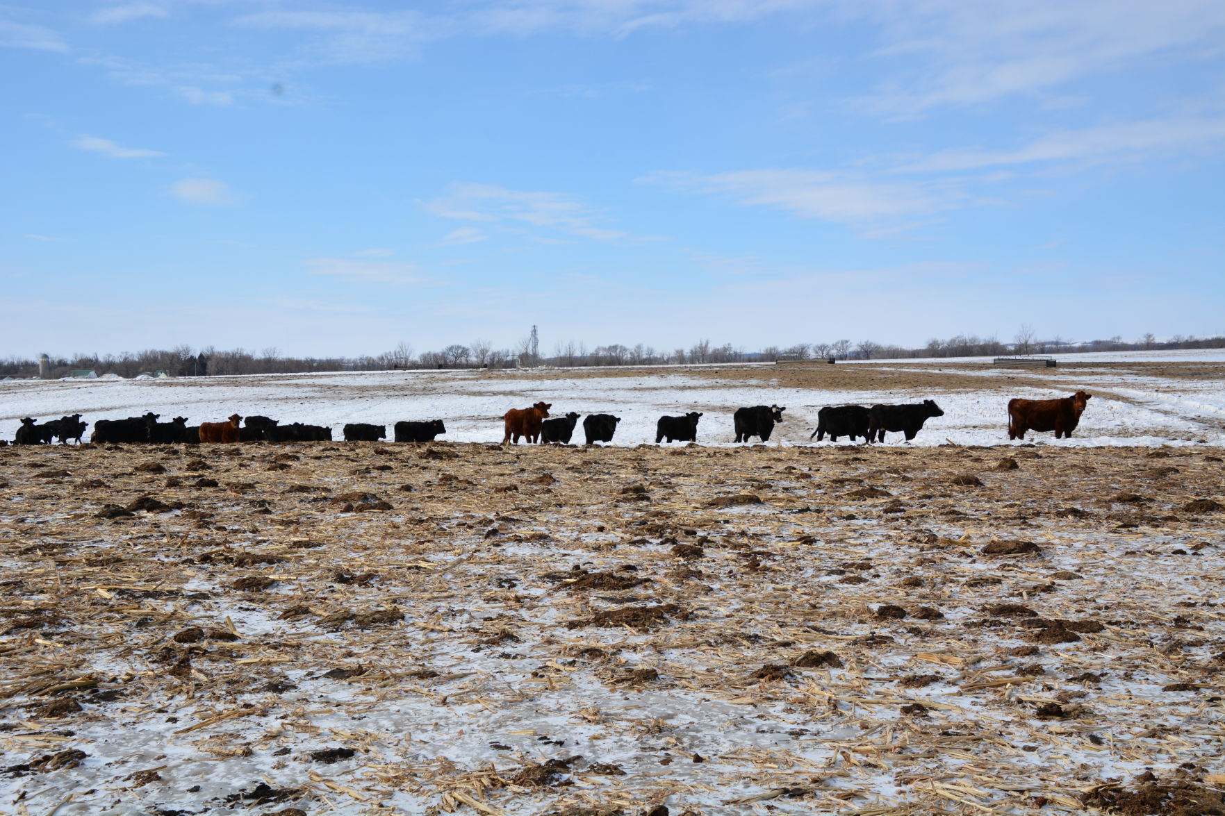 Frerichs cattle